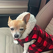 El Chapo joined the competition — help win amazing prizes! dog, chihuahua, pet, clothing, jacket, red, black, checkered, car_seat, indoor, animal, furry, small_dog, cute, cozy, winter, seat, fur, ears, portrait