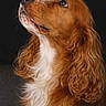dog, canine, pet, portrait, brown_fur, white_fur, curly_ears, looking_up, close_up, animal, mammal, domestic_animal, fluffy, long_hair, studio_shot, side_profile, expression, adorable, companion, furry