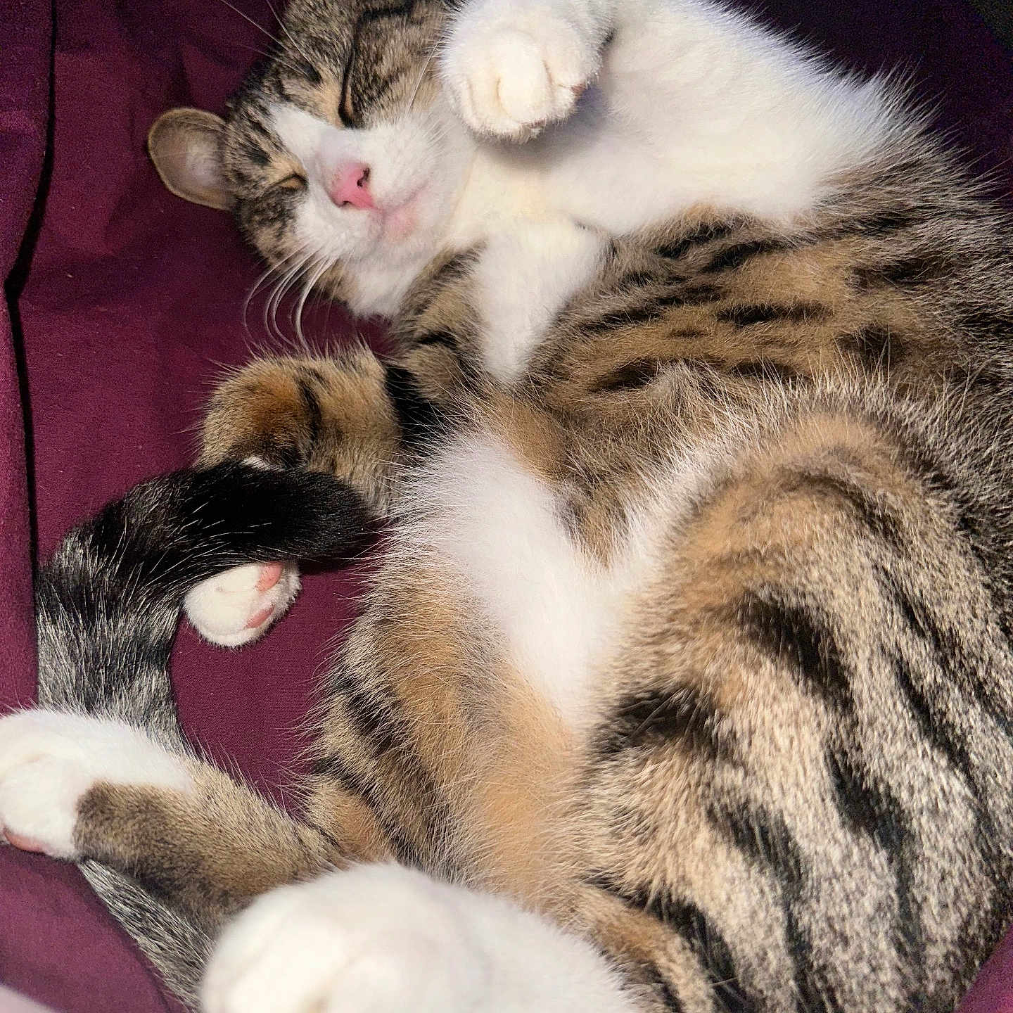 Maya