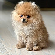 Tucker is registered to the contest to win money with this photo: dog, puppy, pomeranian, fluffy, cute, pet, animal, indoor, wooden_floor, small, fur, sitting, looking, adorable, mammal, young, domestic_animal, companion, portrait, friendly
