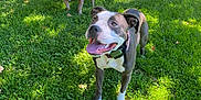 Katana is registered to the contest to win money with this photo: canine, collar, daytime, dog, grass, greenery, happy, leash, nature, outdoor, park, pet, playful, shadow, smiling, sunlight, tongue_out, tree, two_dogs, walking