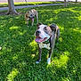 canine, collar, daytime, dog, grass, greenery, happy, leash, nature, outdoor, park, pet, playful, shadow, smiling, sunlight, tongue_out, tree, two_dogs, walking