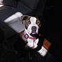 Katana is registered to the contest to win money with this photo: animal, brown_and_white, calm, canine, collar, couch, dog, domestic, floor, furniture, home, indoor, lighting, pet, pillow, portrait, quiet, shadow, sitting, spotlight