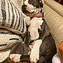 Katana is registered to the contest to win money with this photo: brown, collar, comfort, couch, cute, dog, fur, home, human_arm, human_leg, indoor, leather, paw, pet, pillows, relaxing, resting, sleeping, textile, white