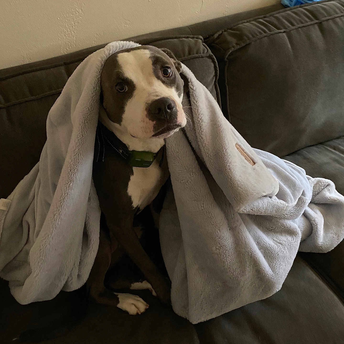 Katana is registered to the contest to win money with this photo: animal, blanket, brown, collar, comfort, couch, cozy, cute, dog, domestic, fur, furniture, indoor, looking_up, pet, relaxed, sitting, texture, wall, white