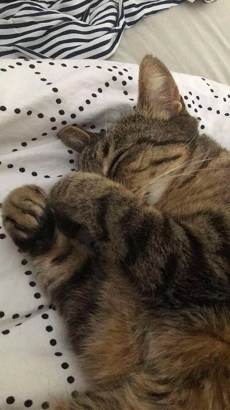 Vagabond a rejoint le concours — aidez-le/la à gagner de superbes lots ! american_shorthair, asian, california_spangled, carnivore, cat, domestic_short_haired_cat, dragon_li, egyptian_mau, european_shorthair, felidae, fur, kitten, mammal, nap, pixie_bob, sleep, small_to_medium_sized_cats, snout, tabby_cat, whiskers