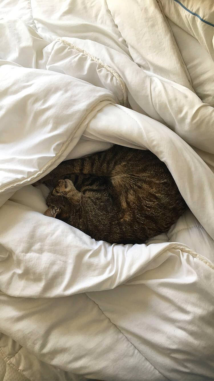 Vagabond participe au concours pour gagner de l'argent avec cette photo : bed, bed_sheet, bedding, cat, comfort, felidae, fur, furniture, linens, nap, room, sleep, small_to_medium_sized_cats, textile, whiskers