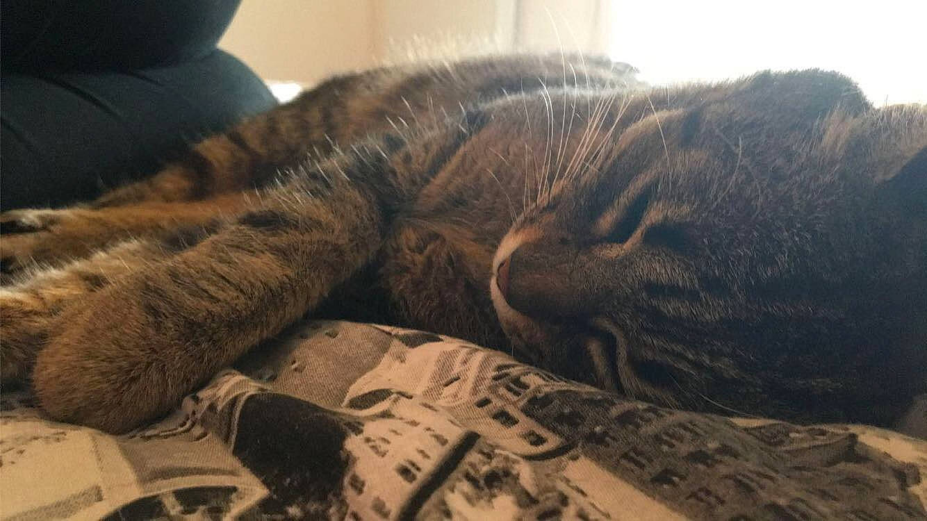 Vagabond participe au concours pour gagner de l'argent avec cette photo : comfort, nap, sleep