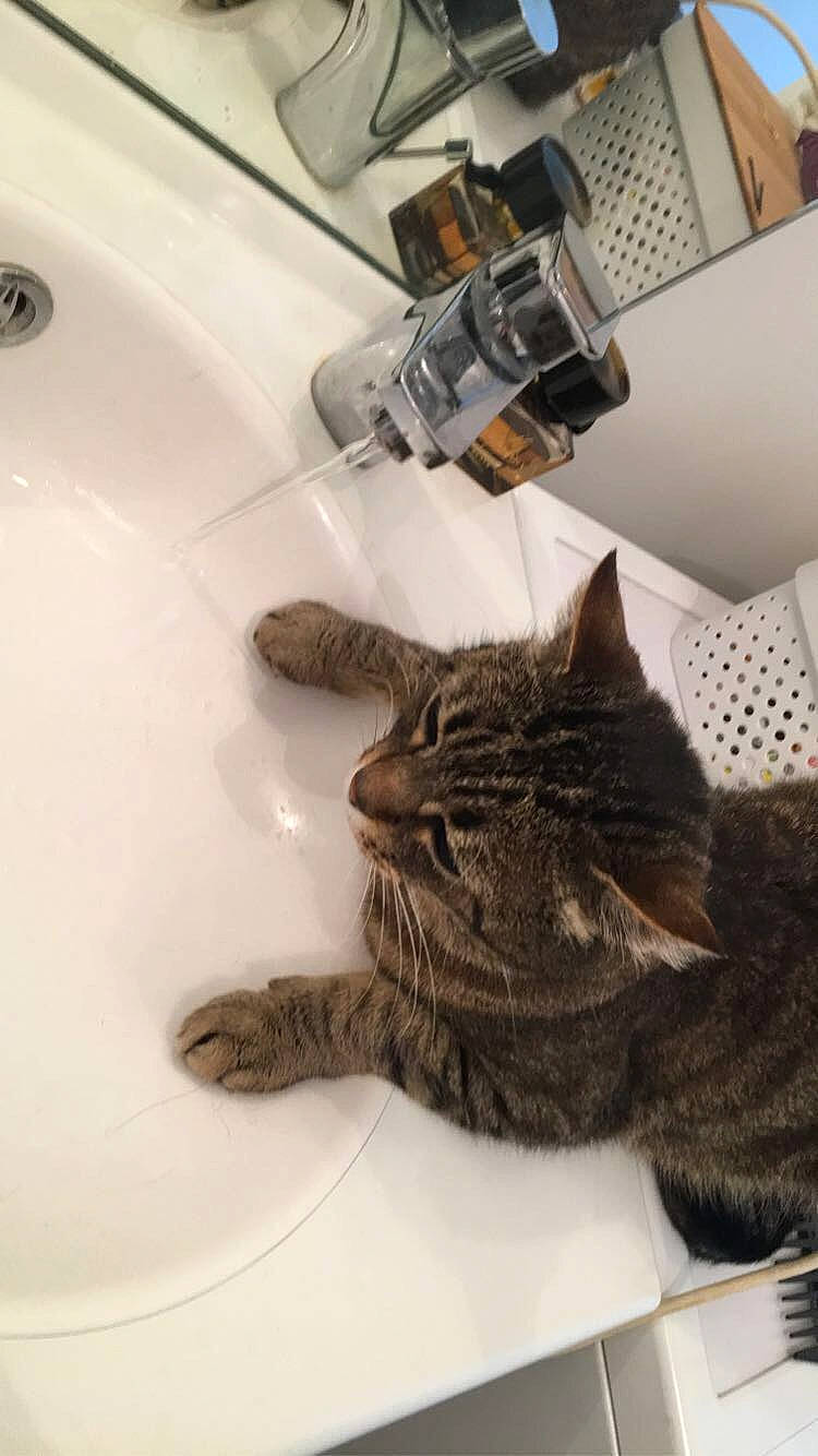 Vagabond participe au concours pour gagner de l'argent avec cette photo : american_shorthair, bathroom, bidet, carnivore, cat, domestic_short_haired_cat, dragon_li, european_shorthair, felidae, fur, kitten, norwegian_forest_cat, plumbing_fixture, room, sink, small_to_medium_sized_cats, tabby_cat, whiskers