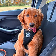 Oakley is registered to the contest to win money with this photo: animal, autumn, canine, car_seat, cute, dog, domestic_animal, fall_foliage, fluffy, golden_retriever, happy, harness, pet, playful, puppy, seatbelt, side_view, tongue_out, vehicle_interior, window