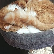 Nougat a rejoint le concours — aidez-le/la à gagner de superbes lots ! cat, orange_cat, white_paws, sleeping, curled_up, fluffy, tail, cat_bed, cozy, feline, pet, indoor, resting, fur, animal, cute, domestic_cat, relaxed, soft, whiskers
