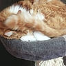 animal, cat, cat_bed, cozy, curled_up, cute, domestic_cat, feline, fluffy, fur, indoor, orange_cat, pet, relaxed, resting, sleeping, soft, tail, whiskers, white_paws