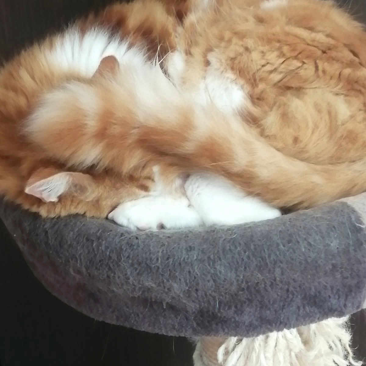 Nougat a rejoint le concours — aidez-le/la à gagner de superbes lots ! cat, orange_cat, white_paws, sleeping, curled_up, fluffy, tail, cat_bed, cozy, feline, pet, indoor, resting, fur, animal, cute, domestic_cat, relaxed, soft, whiskers