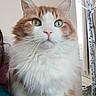 cat, fluffy, green_eyes, indoor, pet, fur, pink_nose, curtains, food_bowl, cozy, close_up, whiskers, domestic_animal, portrait, feline, household, cute, animal, looking, soft