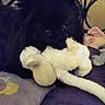 dog, black_dog, plush_toy, bed, pillow, indoor, pet, fur, animal, toy, cute, cozy, resting, close_up, dark, soft, companion, domestic, sleep_area, snuggle