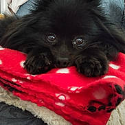 Opaline participe au concours pour gagner de l'argent avec cette photo : animal, black_dog, blanket, close_up, comfort, cozy, curious, cute, dog, fluffy, fur, home, indoor, paws, pet, red_blanket, relaxed, resting, snug, soft_texture