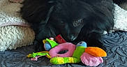 Opaline participe au concours pour gagner de l'argent avec cette photo : animal, bird_toy, black_dog, blanket, blue_carpet, carpet, cozy, cute, dog, fur, indoor, lying_down, pet, pet_toy, pink_blanket, plush_toy, resting, soft, texture, toy