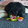 Opaline participe au concours pour gagner de l'argent avec cette photo : dog, black_dog, toy, plush_toy, bird_toy, blanket, pink_blanket, cozy, pet, indoor, carpet, blue_carpet, texture, animal, cute, pet_toy, lying_down, soft, resting, fur