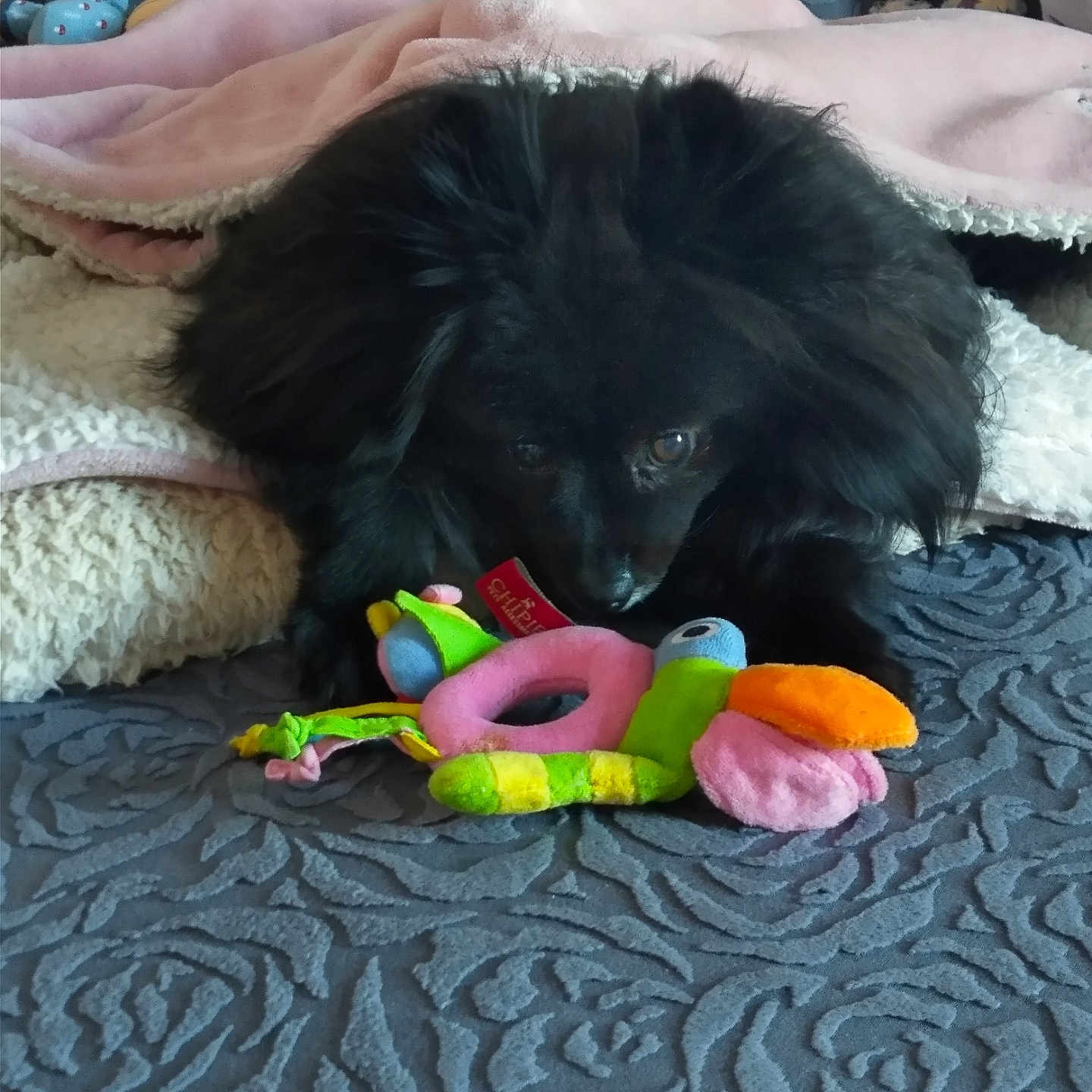 Opaline participe au concours pour gagner de l'argent avec cette photo : dog, black_dog, toy, plush_toy, bird_toy, blanket, pink_blanket, cozy, pet, indoor, carpet, blue_carpet, texture, animal, cute, pet_toy, lying_down, soft, resting, fur
