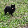 dog, black_dog, grass, outdoor, pet, animal, tongue_out, small_dog, happy, nature, fur, canine, field, greenery, standing, playful, alert, daylight, mammal, grassland