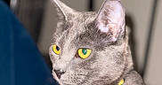 Pippin is registered to the contest to win money with this photo: alert, animal, cat, close_up, collar, companion, cute, domestic_cat, ears, feline, fur, gray_cat, indoor, looking_away, pet, portrait, soft_background, tag, whiskers, yellow_eyes