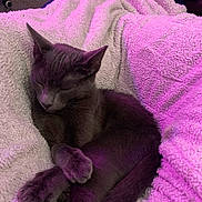 Pippin joined the competition — help win amazing prizes! animal, blanket, cat, cozy, curled_up, cute, domestic_animal, fur, gray_cat, indoor, paw, peaceful, pet, pink_light, purple_light, quiet, relaxed, resting, sleeping, soft_texture