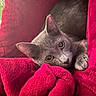 Pippin is registered to the contest to win money with this photo: animal, blanket, cat, closeup, cozy, cute, domestic_animal, ears, eyes, fur, gray_cat, indoor, paws, pet, red_blanket, relaxed, resting, snuggled, soft_texture, whiskers