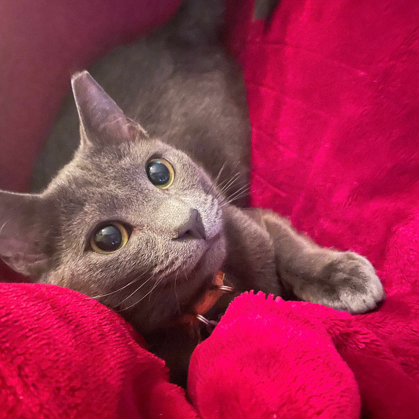 Pippin is registered to the contest to win money with this photo: animal, blanket, cat, close_up, comfort, cozy, cute, ears, feline, fur, gray_cat, indoor, looking_up, nap_time, paw, pet, red_blanket, relaxed, soft, whiskers