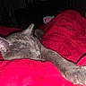 Pippin joined the competition — help win amazing prizes! animal, cat, close_up, comfort, cozy, cute, domestic_cat, feline, gray_cat, indoor, nap, paw, pet, quiet, red_blanket, relaxing, resting, sleeping, soft_fur, warm