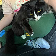 Viper is registered to the contest to win money with this photo: cat, black_and_white_cat, pet, person, lap, green_pants, pink_shirt, cat_graphic, couch, relaxed, indoor, yellow_eyes, furry, whiskers, paw, sitting, cozy, soft_texture, home, casual