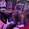 Viper joined the competition — help win amazing prizes! animal, black_and_white_cat, blanket, cat, chair, collar, computer, cozy, desk, electronics, fur, furniture, gray_cat, home, indoor, pet, purple_lighting, relaxing, tattoo, whiskers