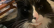 Viper is registered to the contest to win money with this photo: animal, black_and_white, cat, close_up, collar, cozy, domestic_cat, face, fur, furniture, home, indoor, laptop, long_whiskers, pet, pet_tag, pink_nose, relaxed, table, whiskers