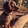 dog, brown_dog, outdoor, sunlight, forest, collar, pet, animal, nature, tree, wood, fur, tag, daylight, side_view, attentive, canine, autumn, ground, leaves