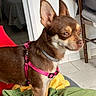 alert, animal, bed, blanket, brown_dog, canine, chair, companion, cozy, dog, domestic_animal, furniture, home, indoor, looking_away, pet, pink_harness, side_view, small_dog, tile_floor