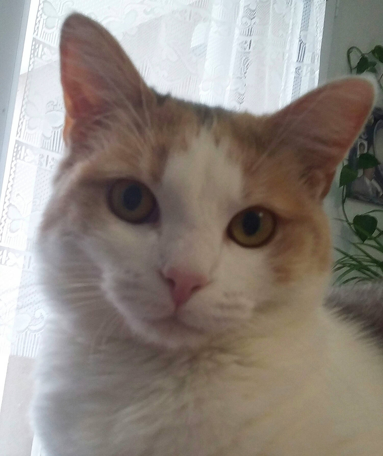 Mimine a rejoint le concours — aidez-le/la à gagner de superbes lots ! aegean_cat, asian, burmilla, carnivore, cat, domestic_short_haired_cat, european_shorthair, eye, fawn, felidae, javanese, kitten, mammal, small_to_medium_sized_cats, turkish_angora, turkish_van, vertebrate, whiskers