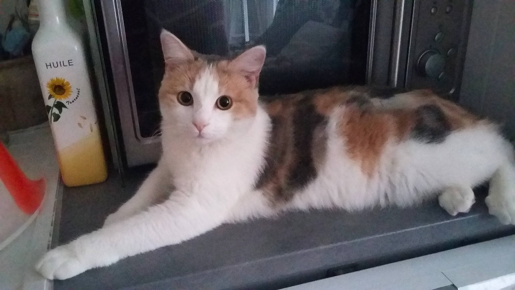Mimine participe au concours pour gagner de l'argent avec cette photo : aegean_cat, american_wirehair, british_semi_longhair, carnivore, cat, cymric, domestic_long_haired_cat, domestic_short_haired_cat, european_shorthair, felidae, japanese_bobtail, kitten, mammal, napoleon_cat, norwegian_forest_cat, polydactyl_cat, ragamuffin, small_to_medium_sized_cats, vertebrate, whiskers