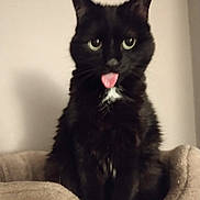 Nora a rejoint le concours — aidez-le/la à gagner de superbes lots ! cat, black_cat, tongue_out, pet, animal, feline, cute, indoor, cat_bed, soft, fur, whiskers, playful, closeup, sitting, domestic_cat, portrait, eyes, pink_tongue, white_patch