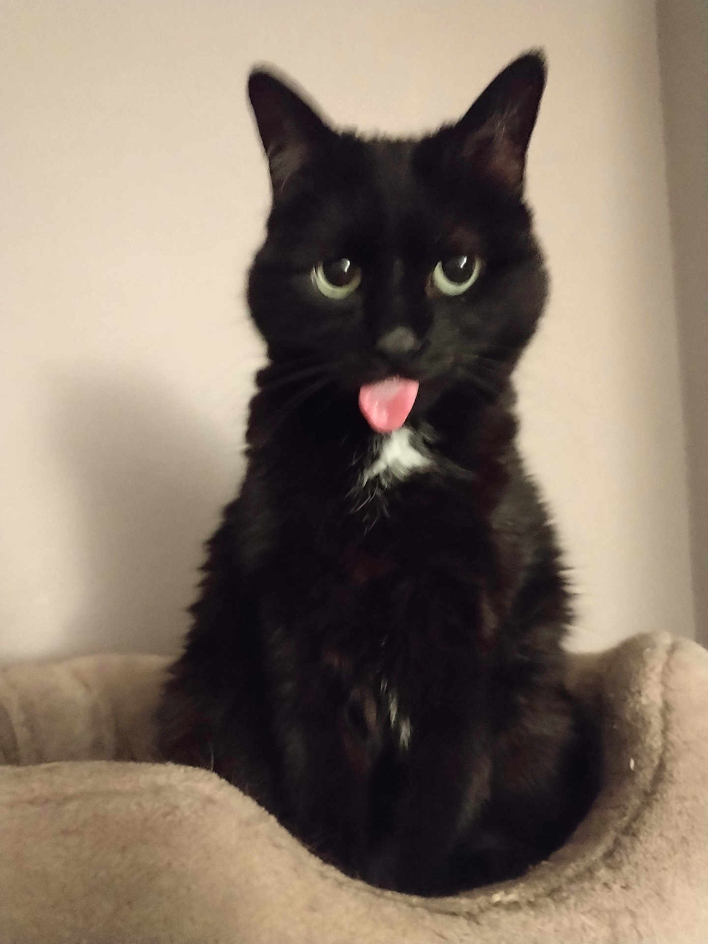 Nora a rejoint le concours — aidez-le/la à gagner de superbes lots ! cat, black_cat, tongue_out, pet, animal, feline, cute, indoor, cat_bed, soft, fur, whiskers, playful, closeup, sitting, domestic_cat, portrait, eyes, pink_tongue, white_patch