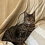 Mona participe au concours pour gagner de l'argent avec cette photo : abyssinian, animal, bed, blanket, cat, chair, couch, cushion, egyptiancat, furniture, homedecor, kitten, linen, manx, person, pet, quilt, sleeping