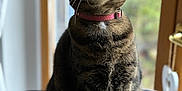 Mona participe au concours pour gagner de l'argent avec cette photo : abyssinian, accessories, animal, bodypart, cat, collar, egyptiancat, jar, kitten, leash, manx, mouth, person, pet, plant, planter, pottedplant, pottery, strap, vase