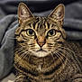 Mona participe au concours pour gagner de l'argent avec cette photo : cat, tabby_cat, close_up, portrait, pet, feline, whiskers, green_eyes, fur, paw, relaxed, indoor, blanket, soft_surface, animal, mammal, cute, domestic_cat, striped, lying_down
