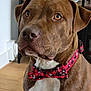 dog, brown_dog, bow_tie, plaid, indoor, wooden_floor, pet, close_up, ears, eyes, collar, white_chest, animal, mammal, cute, domestic_animal, portrait, looking, sitting, house