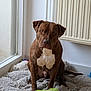 dog, brown_dog, indoor, plush_toy, green_toy, fluffy_rug, window, wooden_floor, pet, animal, sitting, looking_at_camera, white_chest, ears_down, toy, home, cozy, natural_light, quiet, domestic