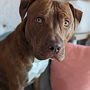 Rico participe au concours pour gagner de l'argent avec cette photo : dog, brown_dog, pet, canine, portrait, close_up, wide_eyes, floppy_ears, short_hair, brown_fur, white_chest, nose, indoor, couch, cushion, home, sitting, looking_at_camera, animal, photography