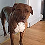 dog, brown_dog, white_chest, indoor, wooden_floor, tiled_floor, pet, canine, curious, alert, ears, paws, animal, companion, domestic, house, door, wall, floor, standing
