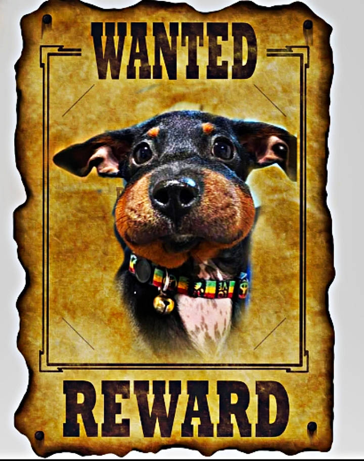 Zoey is registered to the contest to win money with this photo: advertising, canidae, carnivore, companion_dog, dog, dog_breed, font, graphics, guard_dog, hunting_dog, illustration, logo, poster, rectangle, sleeve, snout, sporting_group, terrestrial_animal, working_animal, working_dog