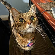 Belle is registered to the contest to win money with this photo: cat, tabby, indoor, curious, pet, animal, chair, wooden_desk, whiskers, collar, tag, feline, looking_up, close_up, brown, striped, domestic_cat, fur, cute, alert