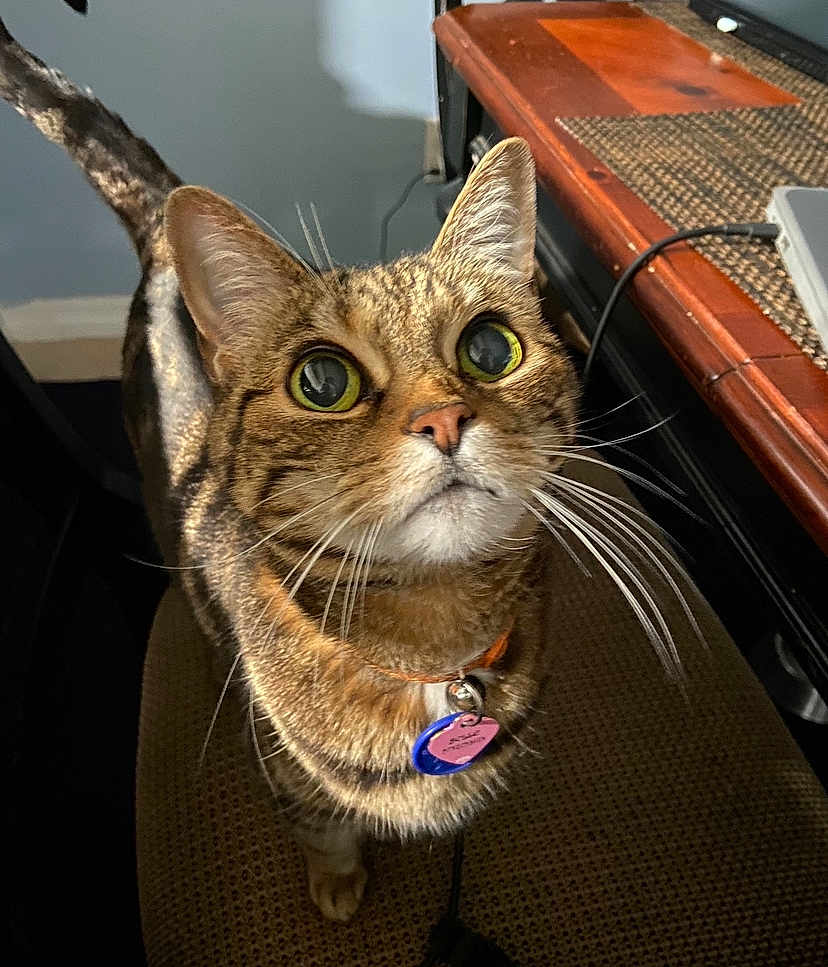 Belle