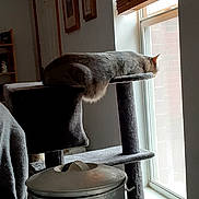 Ellie Mae joined the competition — help win amazing prizes! cat, cat_tree, window, wooden_blinds, metal_container, papers, indoor, relaxed, daylight, furniture, cozy, lounge, gray_cat, home, room, shelf, decor, quiet, resting, sunlight