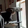 cat, cat_tree, window, wooden_blinds, metal_container, papers, indoor, relaxed, daylight, furniture, cozy, lounge, gray_cat, home, room, shelf, decor, quiet, resting, sunlight